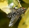 Sarcophaga sp.